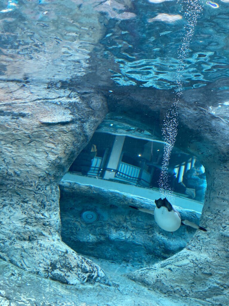 ペンギンロケット