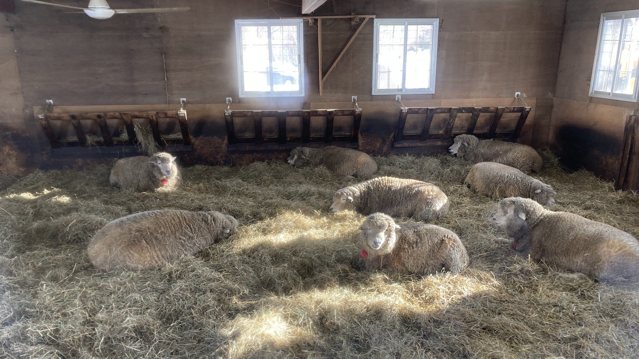 羊ヶ丘展望台の羊さんの家