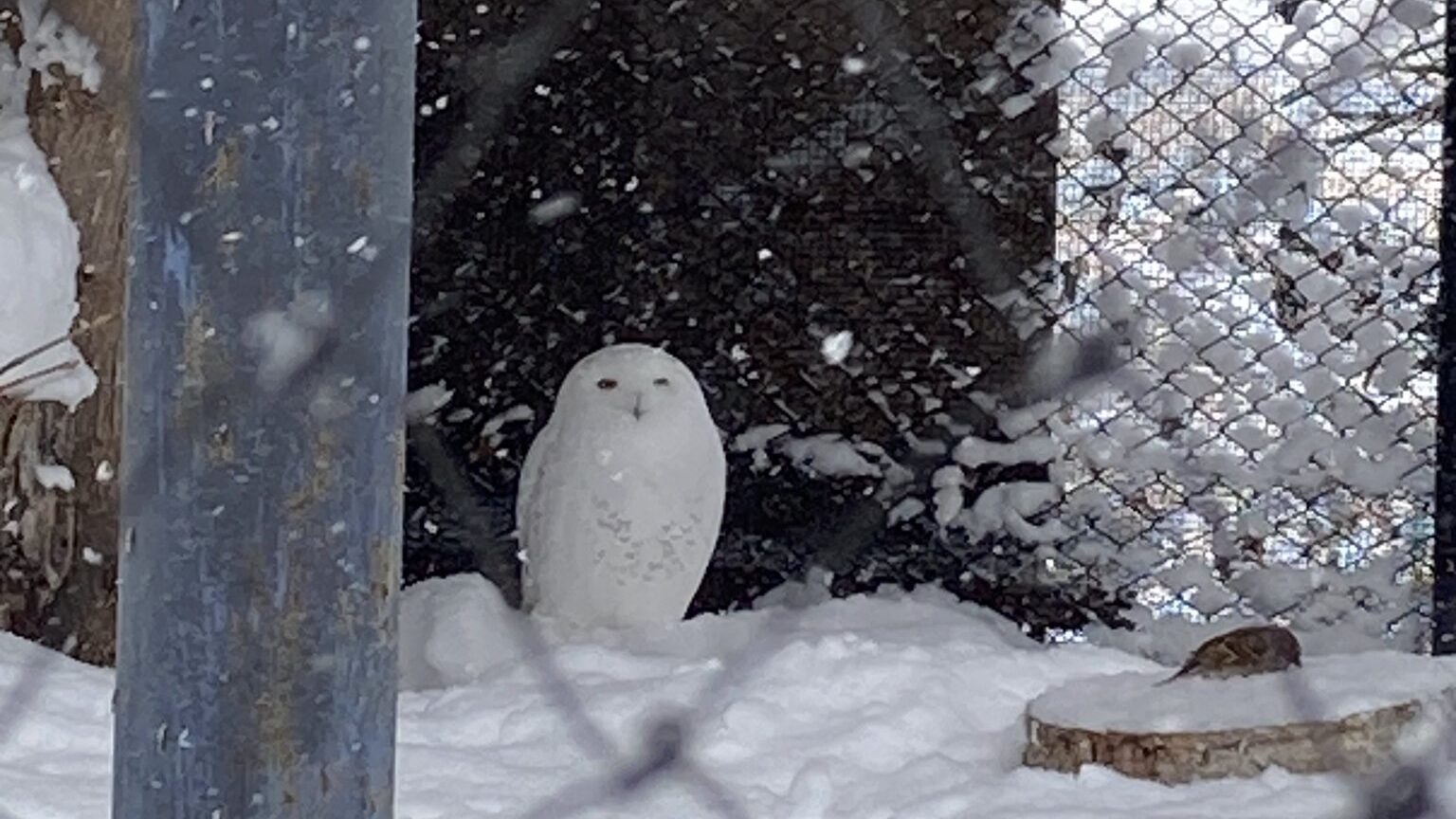 旭山動物園のシロフクロウ