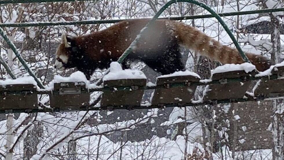 頭の上を歩くレッサーパンダ