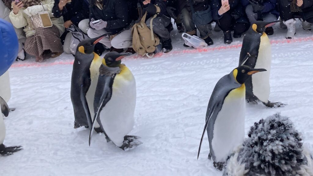 旭山動物のペンギンの散歩