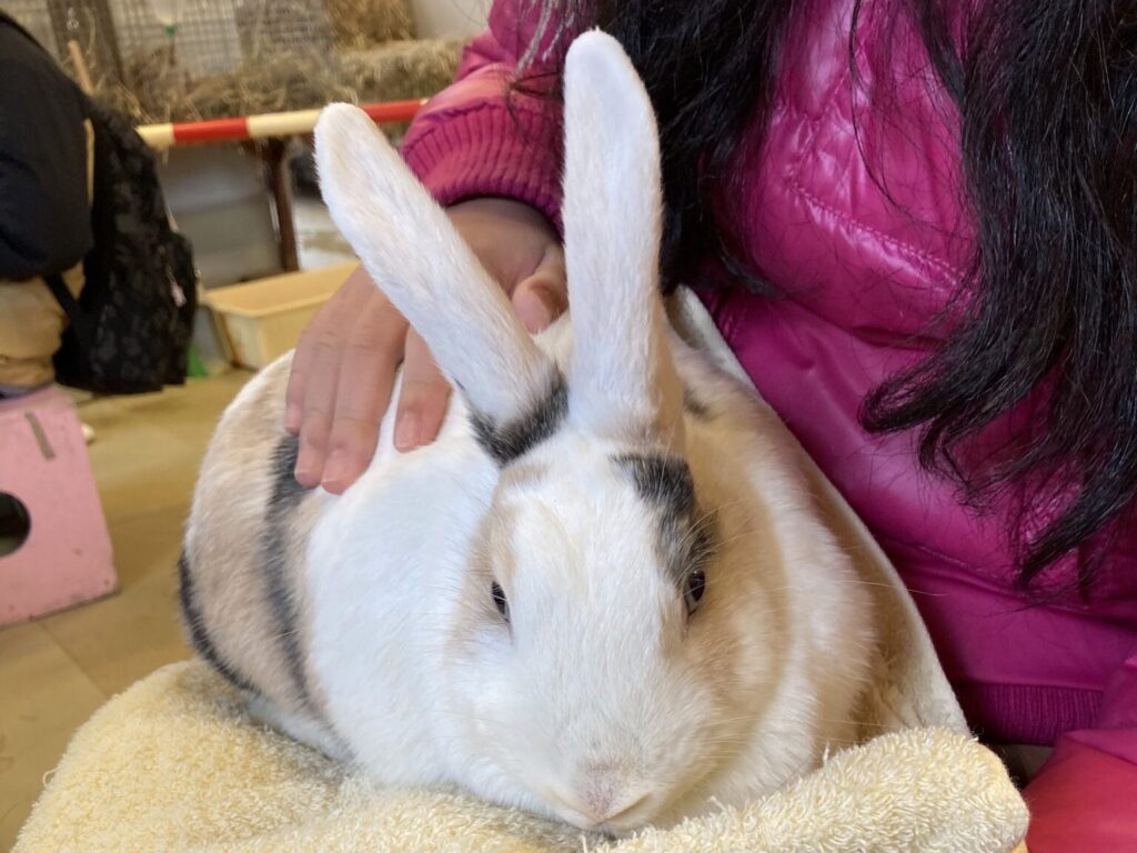 うさぎとふれあい