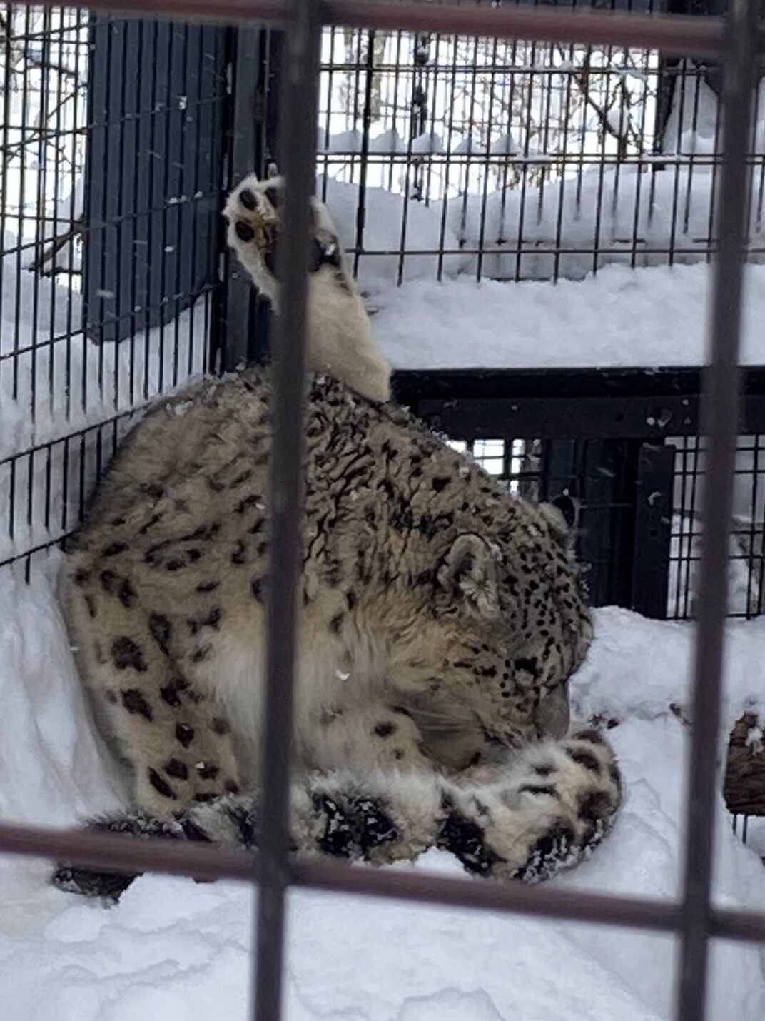 もうじゅうかん