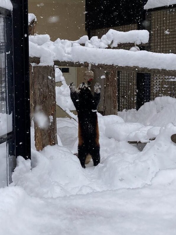 おもちゃで遊ぶレッサーパンダ