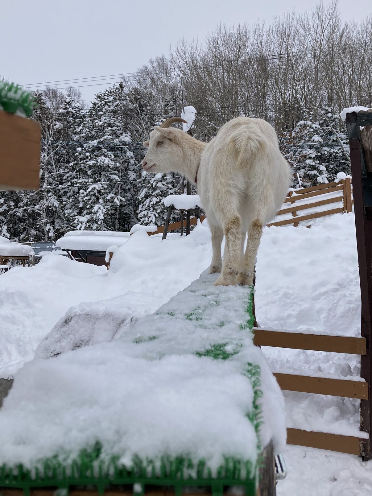 こども牧場のヤギ