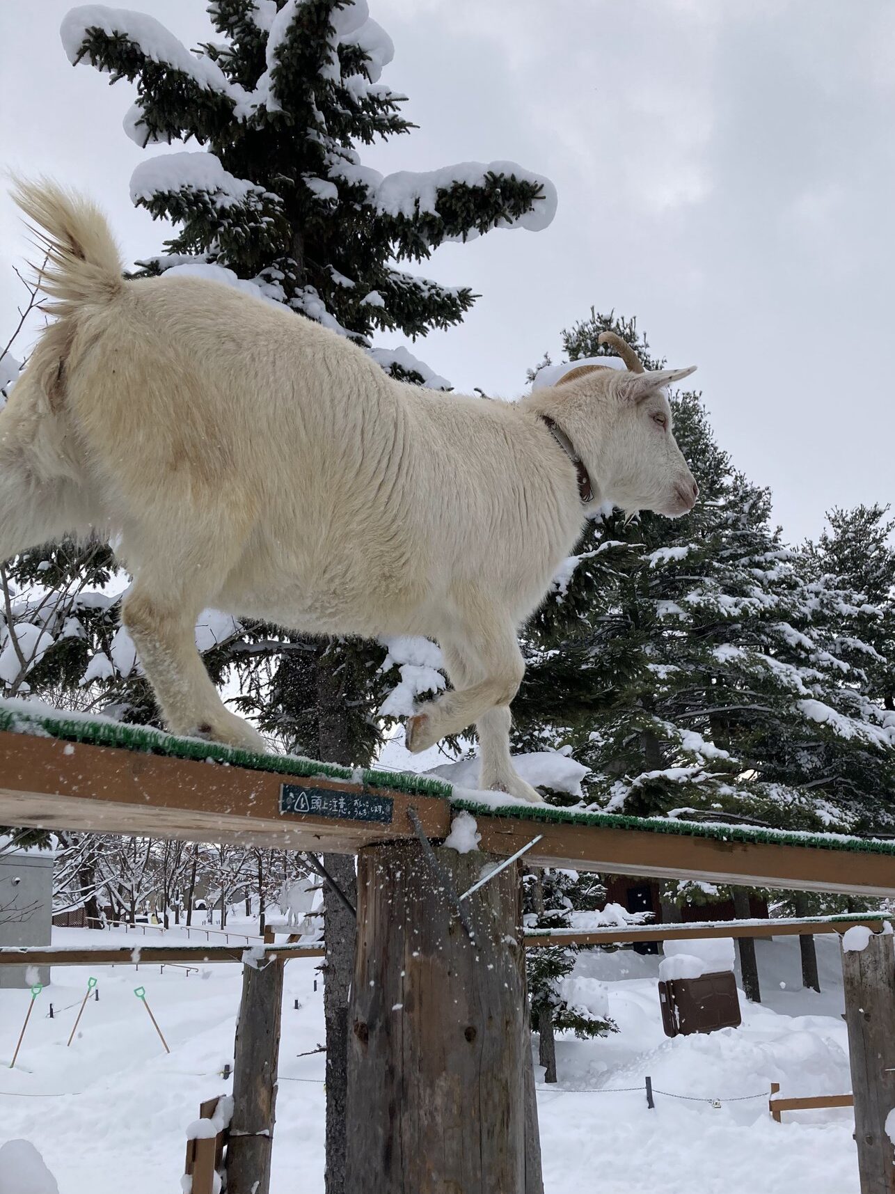 細い板の上を歩くこども牧場のヤギ