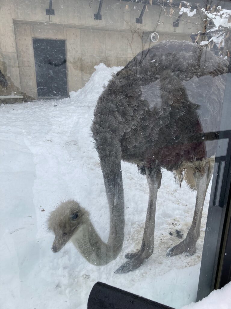 雪の中のダチョウ