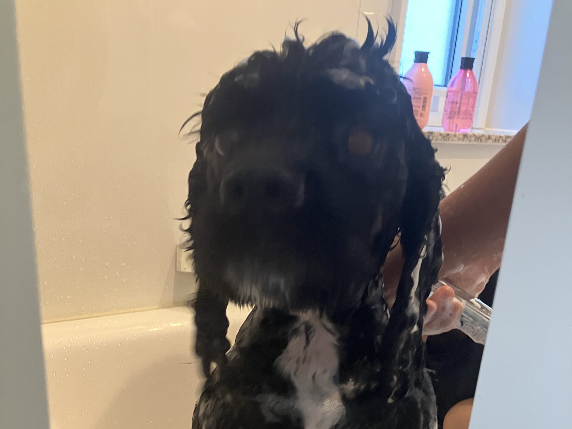 シャンプーされているアメコカ