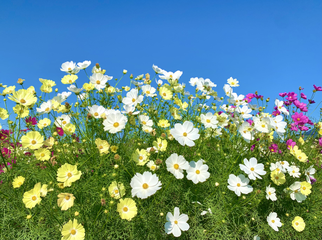 空と花「だからあなたも生き抜いて」イメージ画像